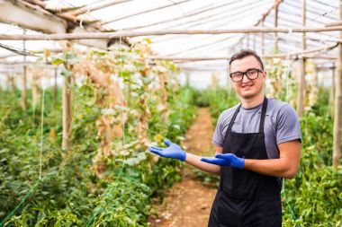 Yakışıklı delikanlı bir sera sebze işini sunulması