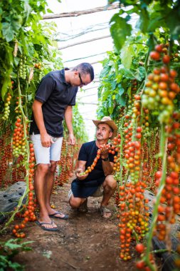 sera içinde kiraz domates hasat kontrol iki tarım işçileri