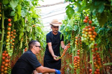 Baba ve oğul greenhou evde yetiştirilen domates hasat