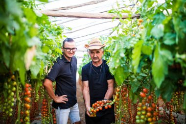 Baba ve oğul kiraz domates hasat sera aile işinde kontrol edin