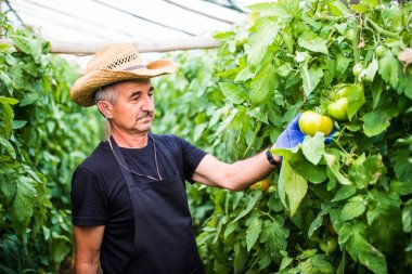 Sera içinde domates kontrol iş yerinde dostu çiftçi