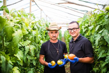 Aç şu telefonu sera gruptaki domates hasat iki adam toplamak