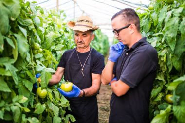 Baba ve oğlu kontrol ve domates bir sera ailede toplama 