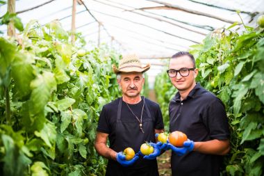 Kontrol ve domates satış önce bir sera f alarak erkek