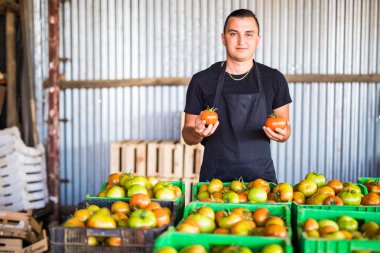 Domates ile mutlu organik çiftçi eller kutuları depolama ben