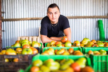 Domates kutuları içinde hasat ile poz ile mutlu organik çiftçi 