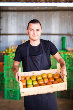 Genç erkek çiftçi domates sera çiftlik depoda ahşap kutular piyasada satış için hazırlanıyor