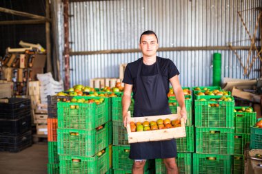 Genç erkek çiftçi domates sera çiftlik depoda ahşap kutular piyasada satış için hazırlanıyor