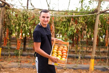 Mutlu genç çiftçi taşıma domates bir gr ahşap kutular içinde adam
