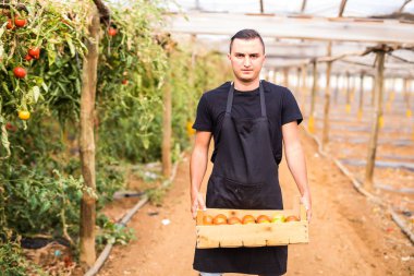 Mutlu genç çiftçi taşıma domates bir gr ahşap kutular içinde adam