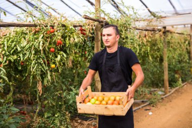 Genç adam çiftçi domates Satılık ahşap kutular içinde taşıyan bir
