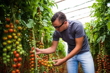Kırmızı kiraz domates hasat için sera koleksiyonunda kontrol çiftçi