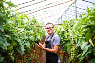 Satış online sebze domates o kontrol çiftçi genç adam