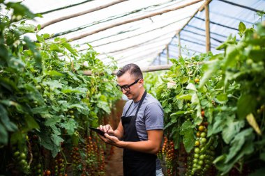 Satış online sebze domates o kontrol çiftçi genç adam