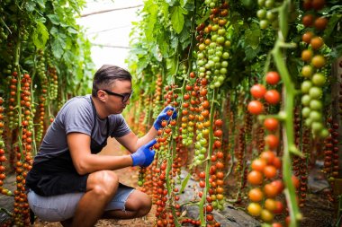 Yuong adam çiftçi agronom bardaklarda kiraz domates durumunu kontrol sera içinde Olgun.