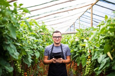 Sera domates hasat yakınındaki elinde tablet ile genç adam