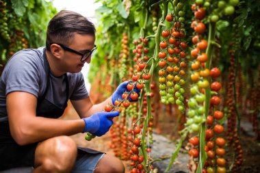 Yuong adam çiftçi agronom bardaklarda kiraz domates durumunu kontrol sera içinde Olgun.