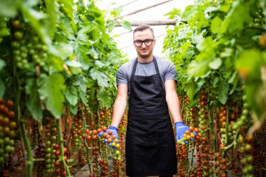Genç adam göstermek sera kiraz domates hasat 