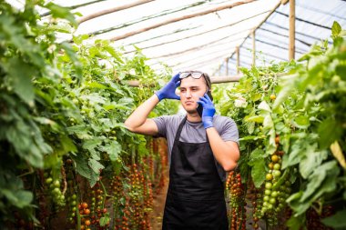 Genç bir çekici kadın tomantoes bir yeşil hasat görünümünü