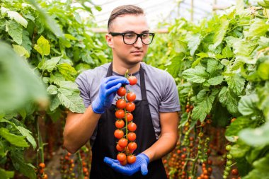 Sera domates kontrol dostu genç Ziraat Mühendisi