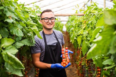 Sera içinde kiraz domates ile iş yerinde çiftçi