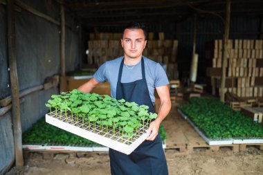 Çiftçi tepsi fidan çiftlikte tutan adam ve gülümse