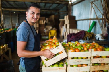 Mutlu çiftçi bir sera domates taşıyan