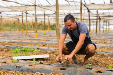 Tepsi fidan çiftlikte tutan adam çiftçi