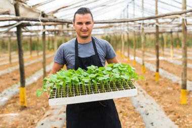 Salatalık sebze bahçesi genç fidan dikim çiftçi 