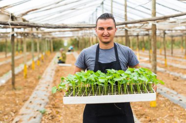 Salatalık sebze bahçesi genç fidan dikim çiftçi 
