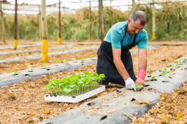 Komuta sizde serada bir genç biber fide dikim