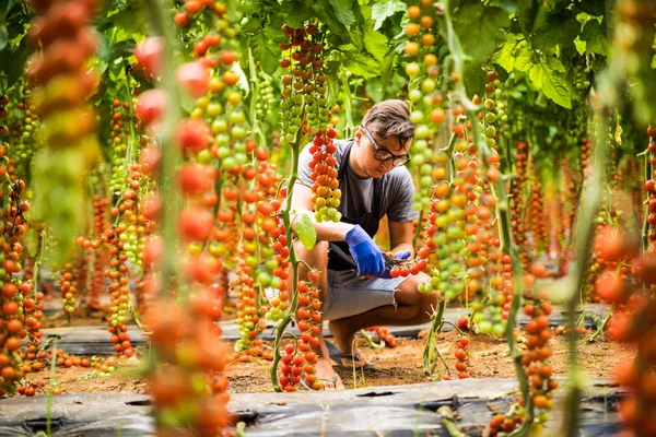 Sera arka planda kiraz domates hasat ile genç adam