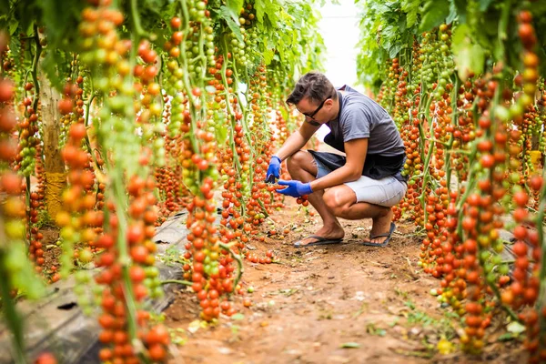 Farmář člověk shromažďuje cherry rajčata s nůžkami sklizeň v rodinném podniku skleníkových — Stock fotografie