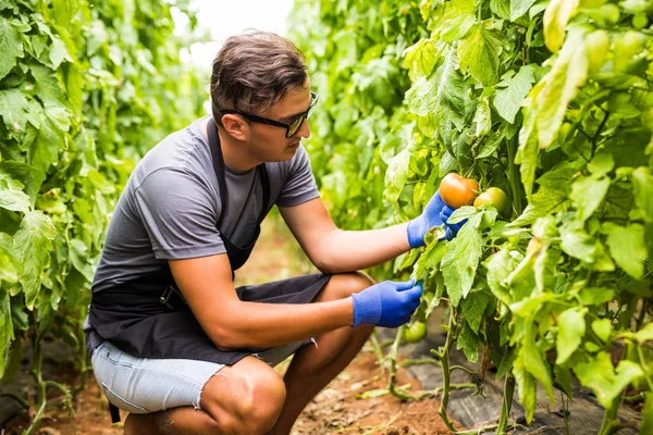 Bir genç iş çiftçinin görüntüle adam çalışma ve toplamak ha