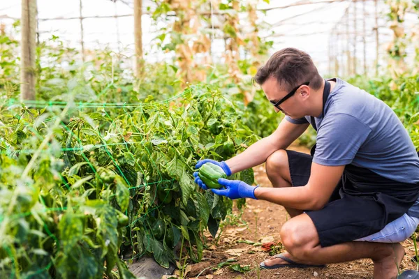 Genç çiftçi adam onun biber plantasyon sera içinde kontrol 