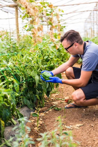 Genç çiftçi adam onun biber plantasyon sera içinde kontrol 