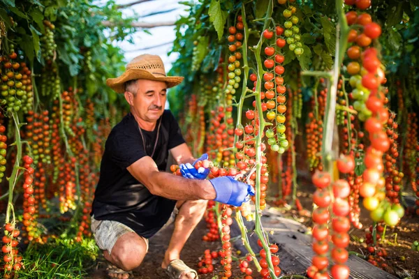 Zralý muž ve skleníku drží cherry rajčata sklizně na kameru ve skleníku — Stock fotografie