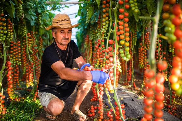 Sera sera kamerada, kiraz domates hasat tutan adam Olgun