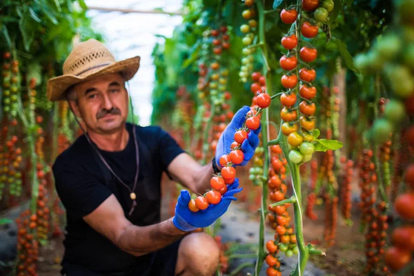 Zralý muž v klobouku kontrolovat sklizeň červené cherry rajčata ve skleníku rodinný podnik — Stock fotografie