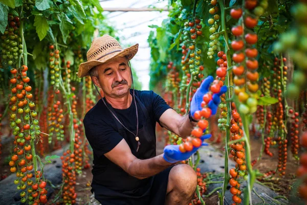 Mogen man i hatt kontrollera röda körsbärstomater skörden i växthus familjeföretag — Stockfoto