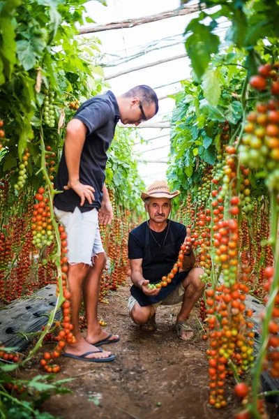 Dva farmáři pracovníků sklizně pěstovaných cherry rajčata ve skleníku — Stock fotografie