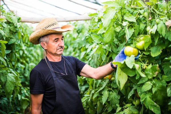 Sera içinde domates kontrol iş yerinde dostu çiftçi