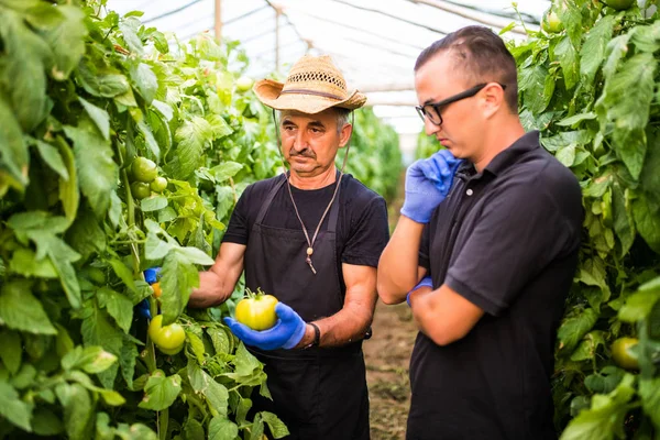 Двоє чоловіків перевіряють урожай помідорів в теплиці — стокове фото