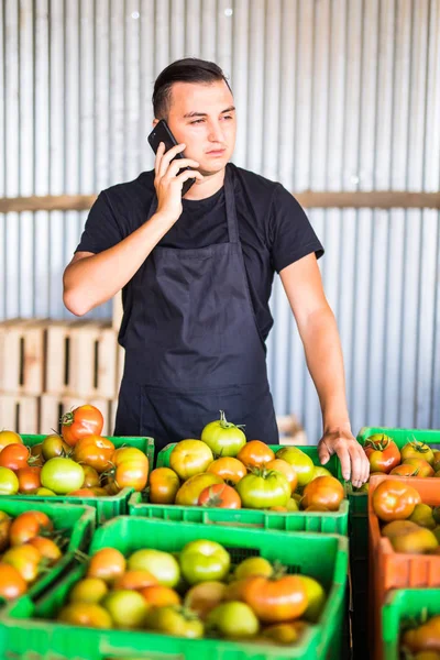 Joven hablar por teléfono con los clientes en frente recoger cajas de tomates en el invernadero. Venta telefónica en línea de pedidos de tomate de clientes empresa agrícola familiar . — Foto de Stock