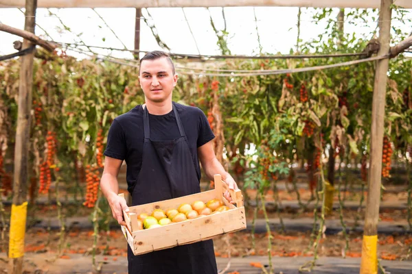 Mutlu genç çiftçi taşıma domates bir sera tahta kutulara adam