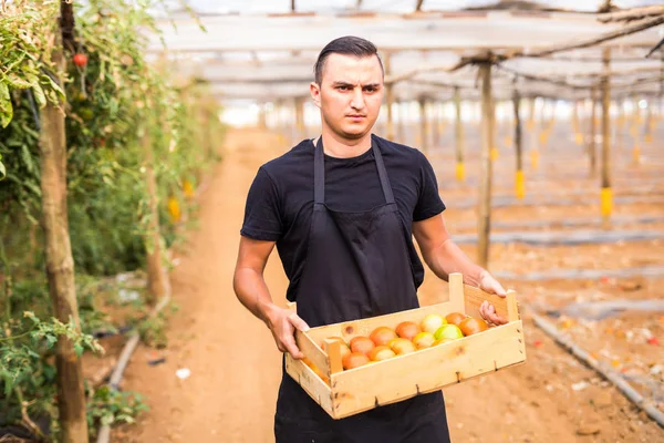 Genç adam çiftçi domates Satılık ahşap kutular içinde taşıyan bir