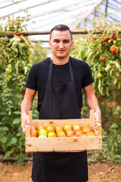 Genç çiftçi bir sera tahta kutulara ellerinize domates taşıyan adam. Küçük tarım iş.