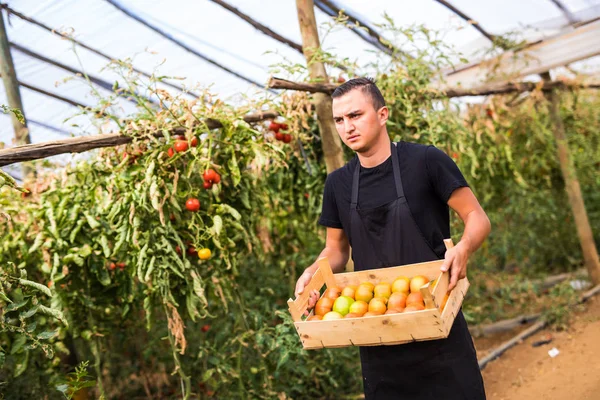 Ung man jordbrukare transporterar tomater i trälådor till salu i en — Stockfoto