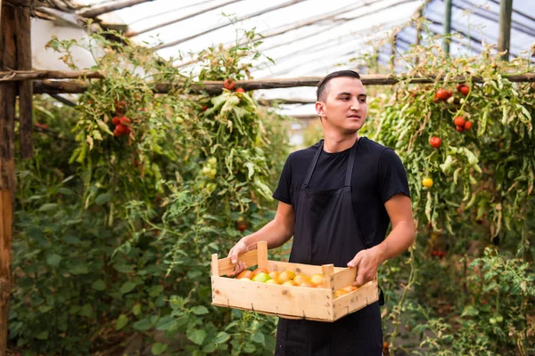Ung man jordbrukare transporterar tomater i händerna i trälådor i — Stockfoto