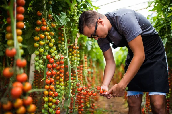 Farmář, kontrola červené cherry rajčata sklizně k inkasu ve skleníku — Stock fotografie